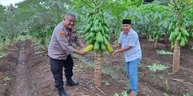Kepala Desa Keramat Laban dan Kapolsek Padarincang Panen Pepaya